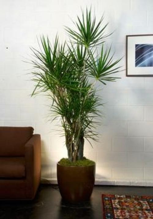 Драцена. Легче всего создать подходящие температурные условия для вечнозелёного растения. 05