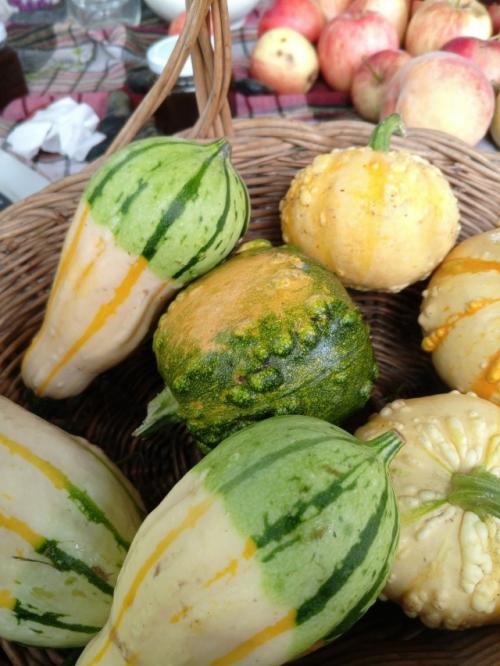 У меня выросли декоративные тыквочки! 02