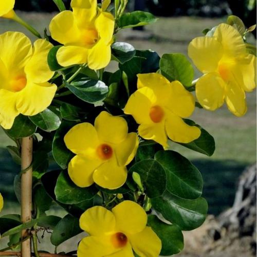 Как правильно ухаживать и размножать мандевиллу в домашних условиях. 05