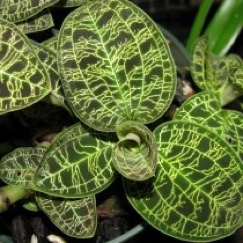 Комнатные растения с необычными рисунками на листьях. 02