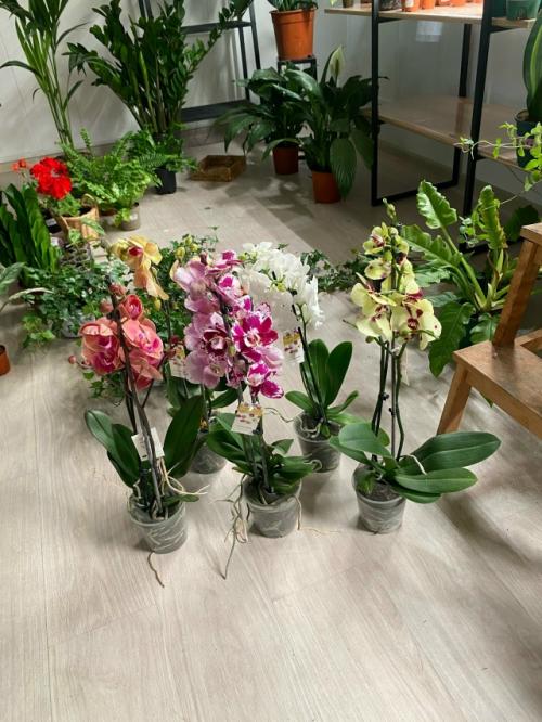 Хотите, чтобы в доме всегда был праздник? 04