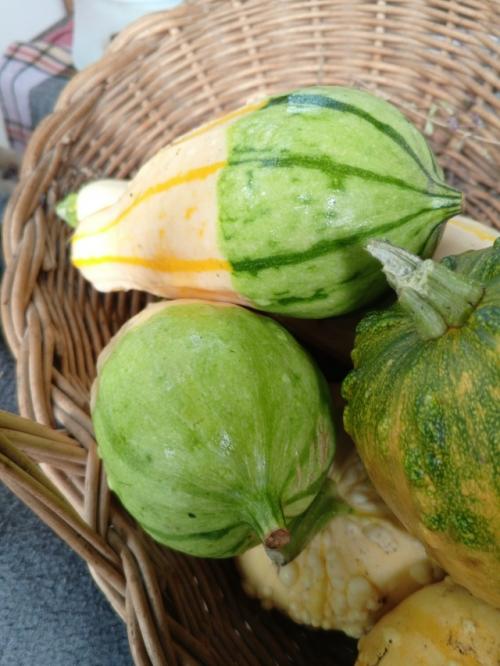 У меня выросли декоративные тыквочки! 01