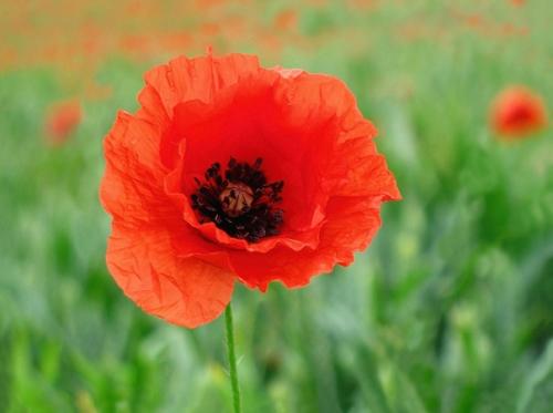 Вдохновениецветом_sh красный. 08