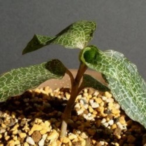 Комнатные растения с необычными рисунками на листьях. 03