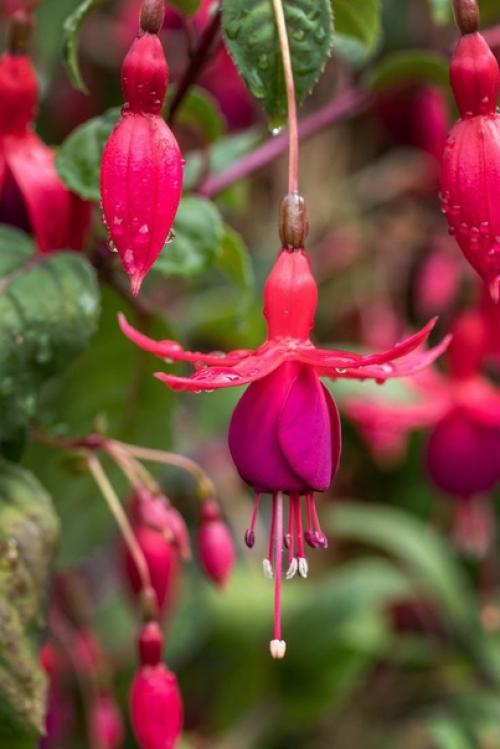 Фуксия. Колоритные эффектные цветки фуксии походят на сказочных маленьких танцовщиц, с их пышными юбками разнообразных оттенков. 05 Фуксия. Колоритные эффектные цветки фуксии походят на сказочных маленьких танцовщиц, с их пышными юбками разнообразных оттенков. 05