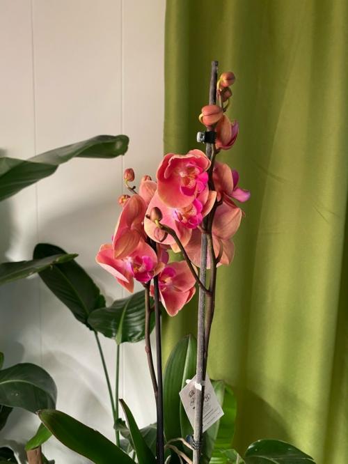 Хотите, чтобы в доме всегда был праздник? 05