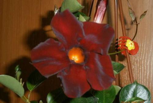 Как правильно ухаживать и размножать мандевиллу в домашних условиях. 02