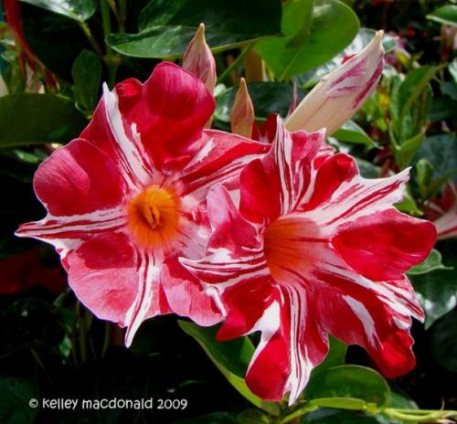 Как правильно ухаживать и размножать мандевиллу в домашних условиях. 03