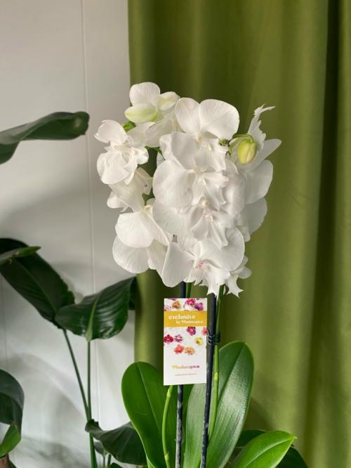 Хотите, чтобы в доме всегда был праздник? 02