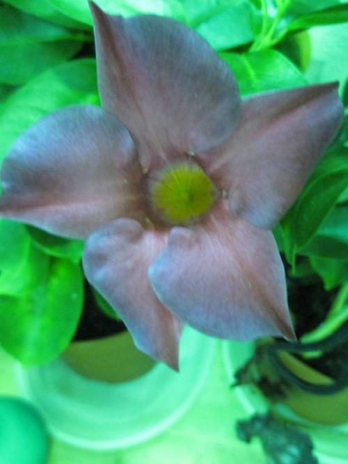 Как правильно ухаживать и размножать мандевиллу в домашних условиях. 06