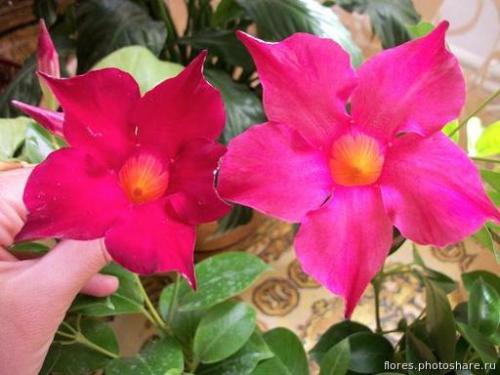 Как правильно ухаживать и размножать мандевиллу в домашних условиях. 01