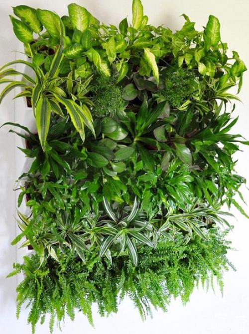 Вертикальное озеленение своими руками. 04