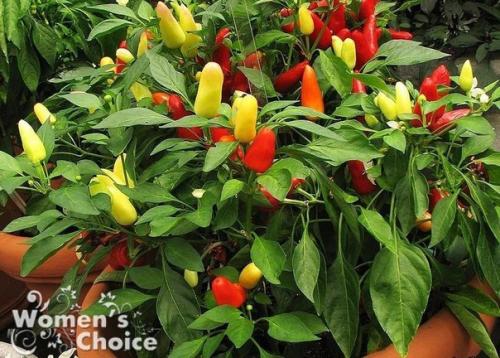 Перец декоративный и советы по выращиванию. 02