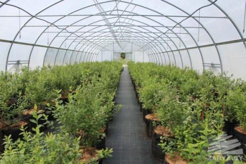 Кобринский район: урочище божий дар стало местом притяжения любителей истории XIX века. 09