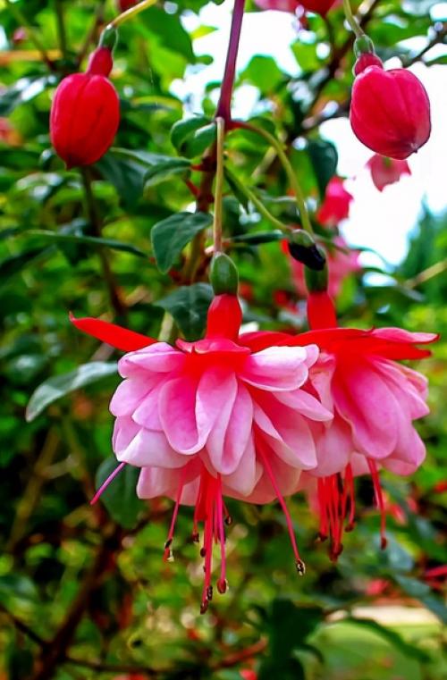 Фуксия. Колоритные эффектные цветки фуксии походят на сказочных маленьких танцовщиц, с их пышными юбками разнообразных оттенков. 01 Фуксия. Колоритные эффектные цветки фуксии походят на сказочных маленьких танцовщиц, с их пышными юбками разнообразных оттенков. 01