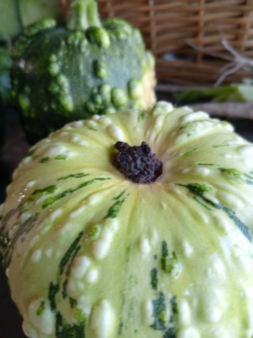 У меня выросли декоративные тыквочки! 05