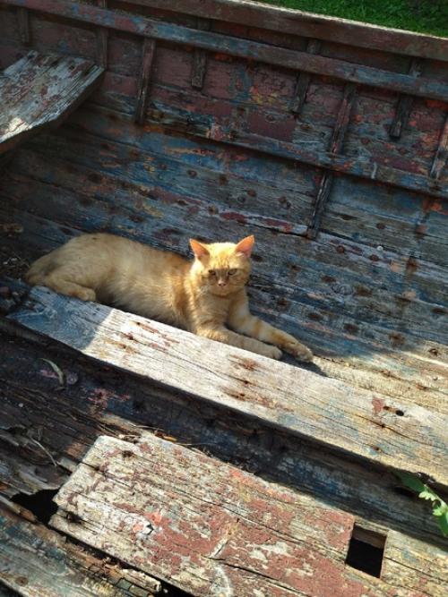 В маленьком городке старый Крым с численностью не более десяти тысяч человек находится чудесный музей к. Г. Паустовского. 02