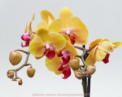 Как ухаживать за орхидеей. 05 Как ухаживать за орхидеей. 05