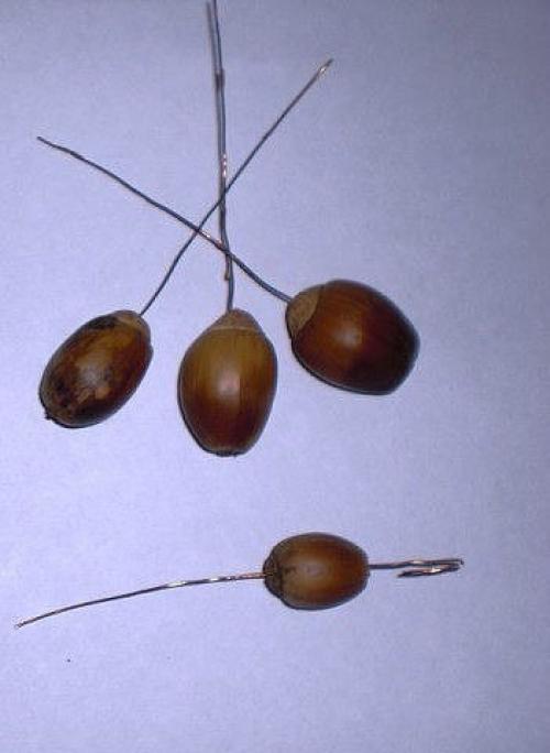 Виноград из желудей. 04