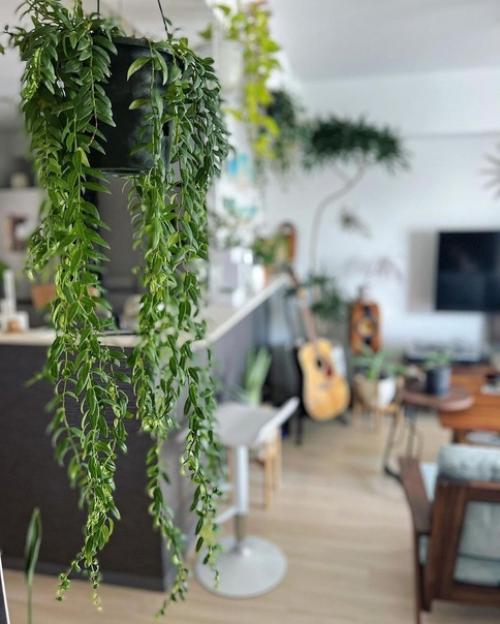 Как вырастить городские джунгли в интерьере. 07