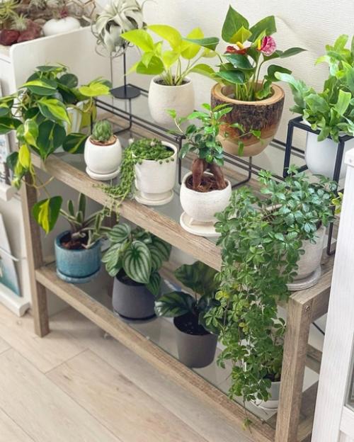 Как вырастить городские джунгли в интерьере. 03