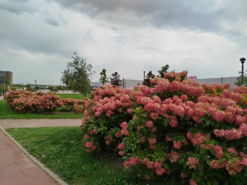 Погуляем?  Погуляем!  Кудрово. 04