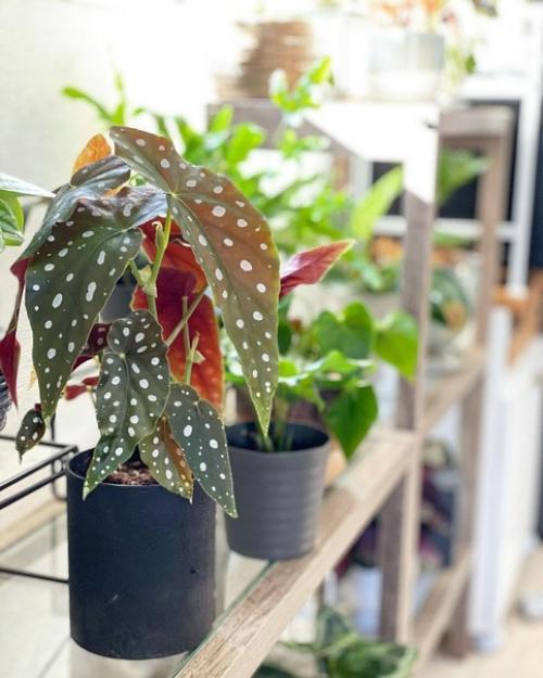 Как вырастить городские джунгли в интерьере. 04