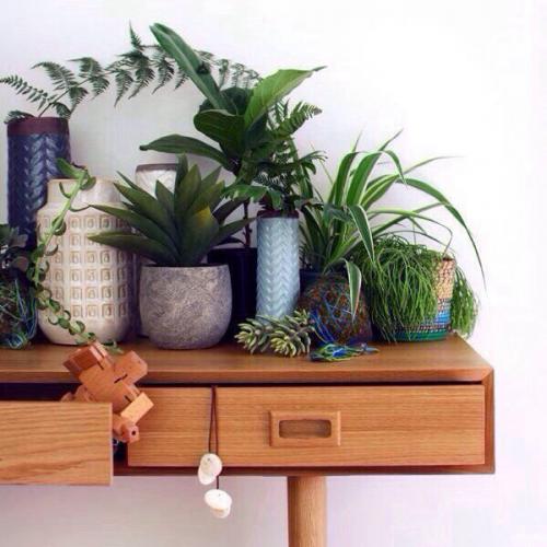 Зеленый уголок в интерьере.