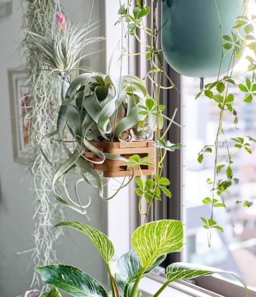 Как вырастить городские джунгли в интерьере. 02