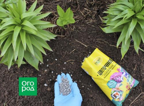 Как сделать цветник красивым: 6 простых шагов 01 Как сделать цветник красивым: 6 простых шагов 01